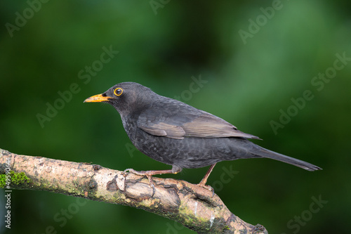Common blackbird © Ivonne Wierink