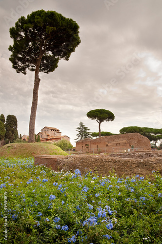Domus Augustana baths ruins and tree in palatine hill at Rome photo