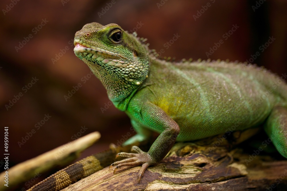 Fototapeta premium Iguana