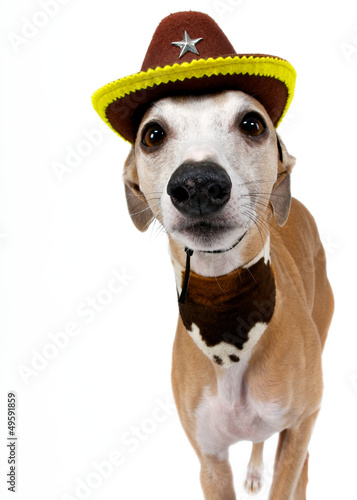 Hund als Cowboy verkleidet © Josephine 