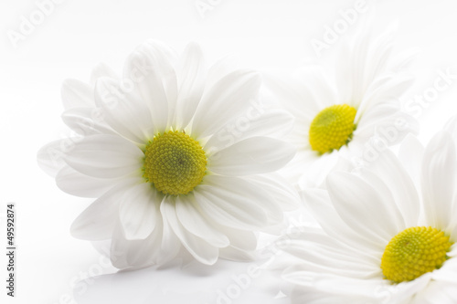 White chrysanthemum.