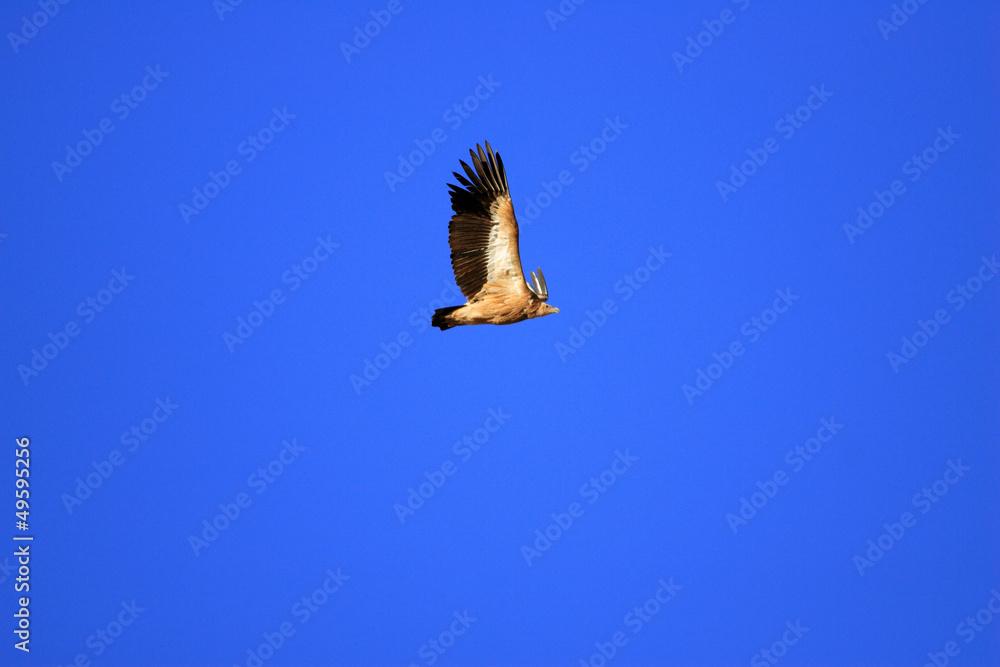 Fototapeta premium ヒマラヤハゲワシ