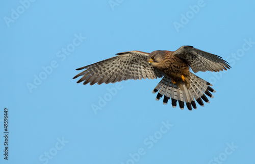 Common European Kestrel in flight