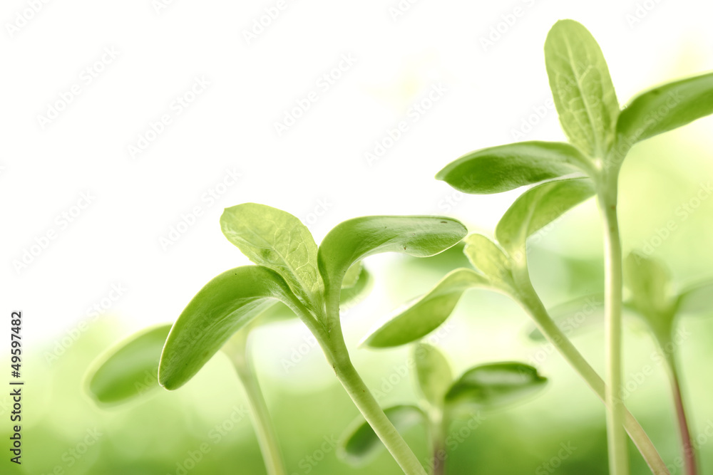 Obraz premium Young sprout