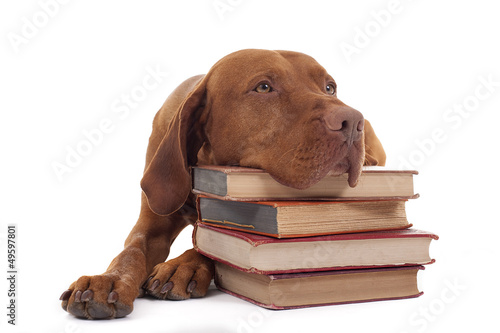 dog with a stack of books