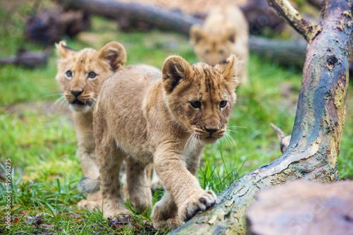 Fototapeta Naklejka Na Ścianę i Meble -  Lion cubs walking