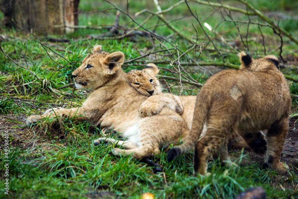Naklejka premium Lion cubs