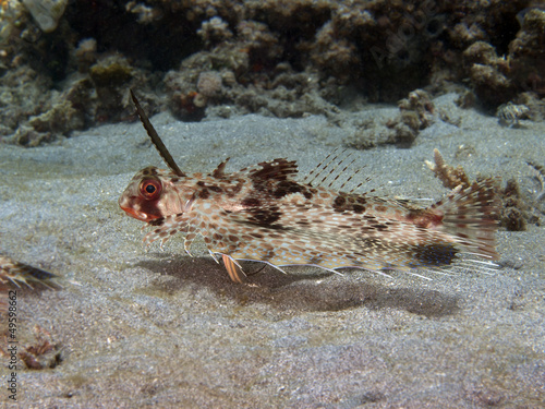 Oriental flying gurnard