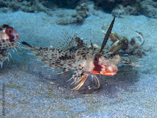 Oriental flying gurnard photo