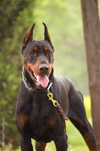 фотографія Doberman Pinscher
