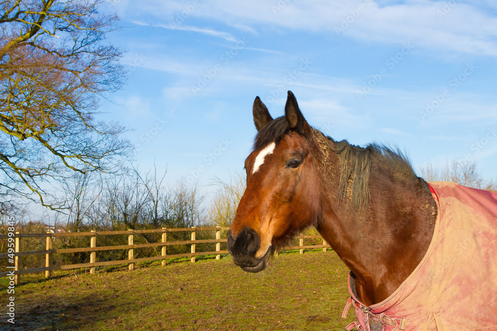 Horse in field wearing horse rug Horse in field wearing horse rug