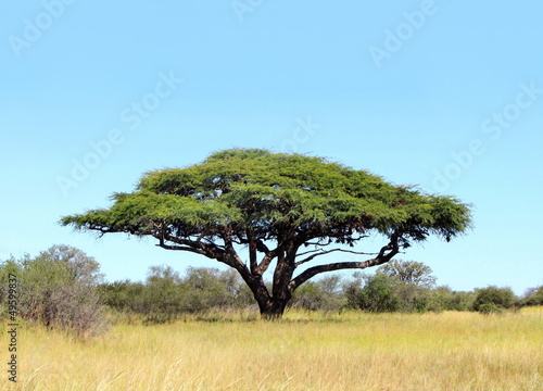 Acacia on the African plain