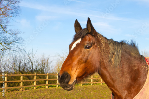 Horse in field wearing horse rug