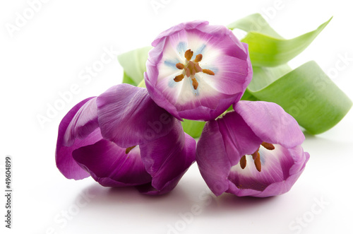 Fototapeta Naklejka Na Ścianę i Meble -  Drei liegende lila Tulpen