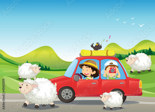The red car and the sheeps at the road