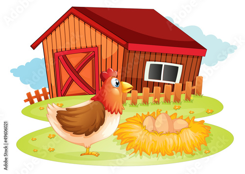 A hen and her eggs at the backyard