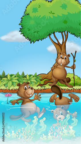 Three beavers playing at the river