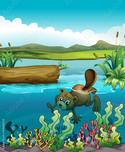 A beaver near the coral reefs
