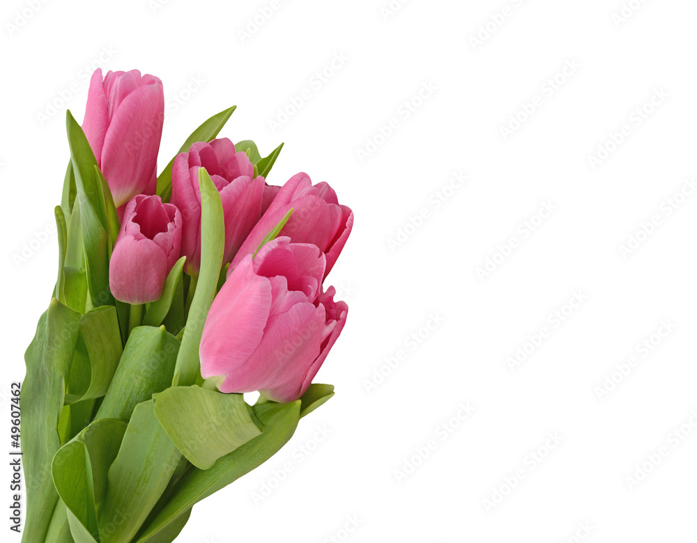 Tulips isolated on white background Tulips isolated on white background