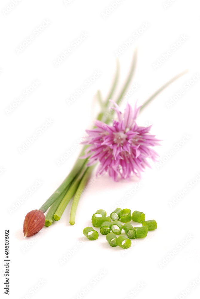 Fototapeta premium Schnittlauch mit Blüte auf weißem Hintergrund