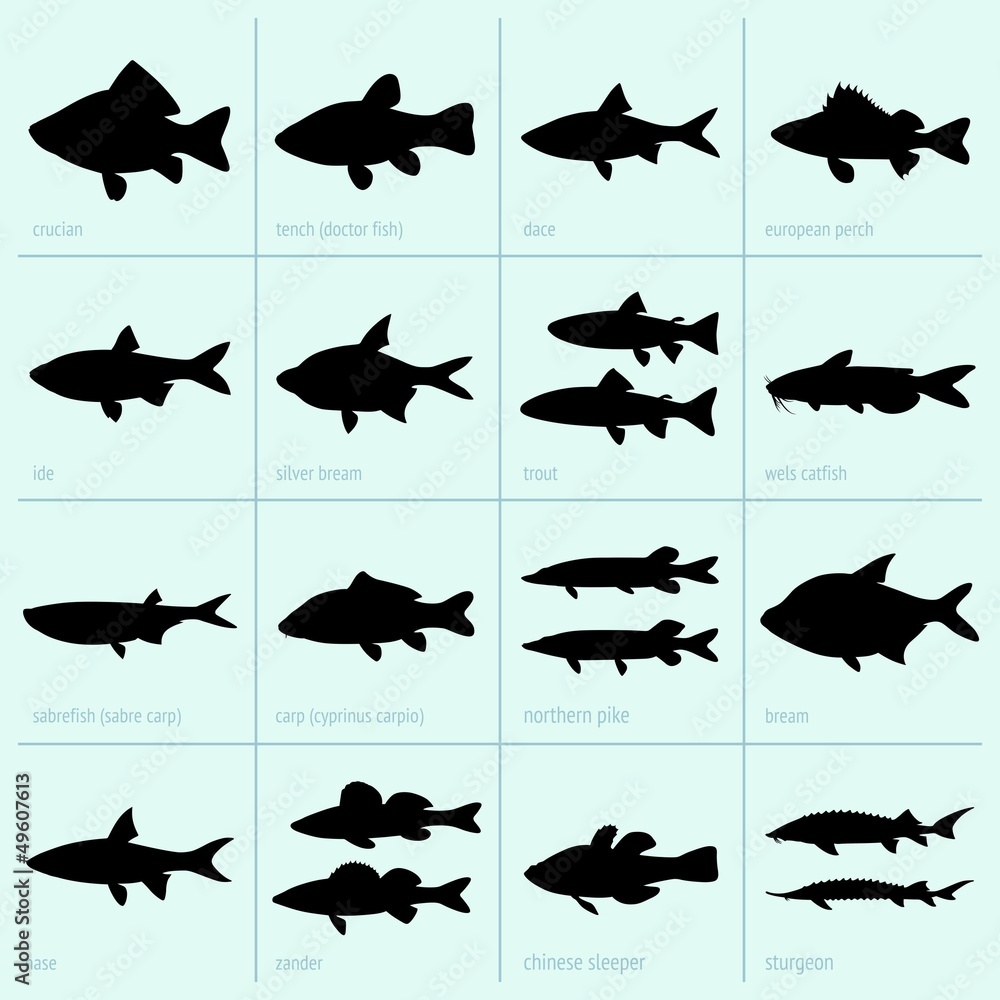 Obraz premium Set of freshwater fish