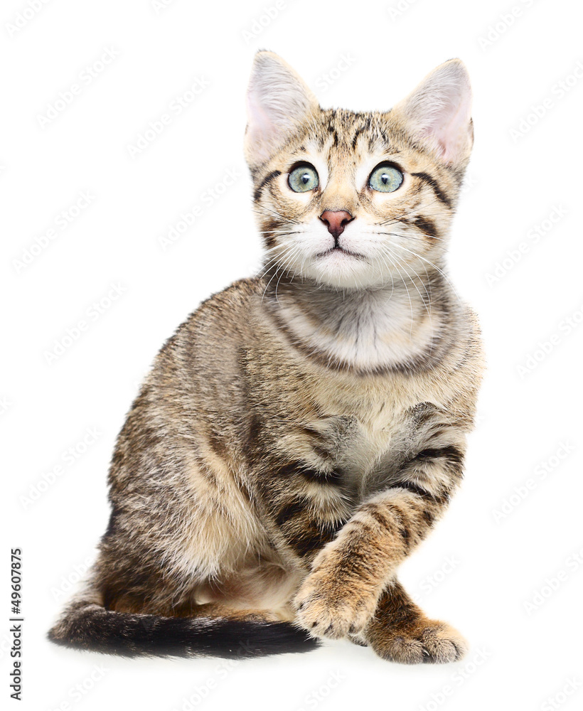 Cute kitten looking up on a white background