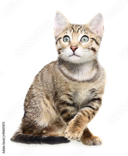 Cute kitten looking up on a white background