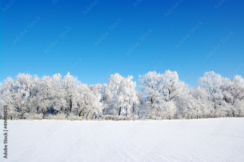 Obraz premium Frosted trees