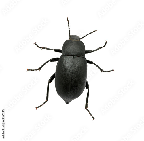 black beetle