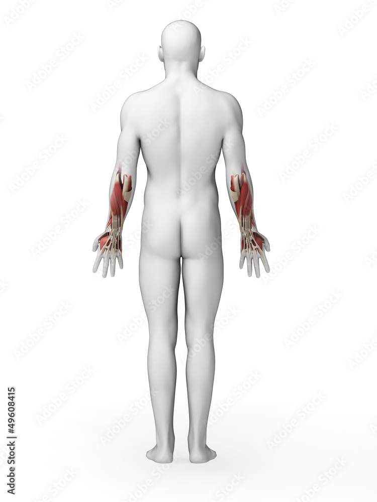 3d rendered illustration - lower arm muscles