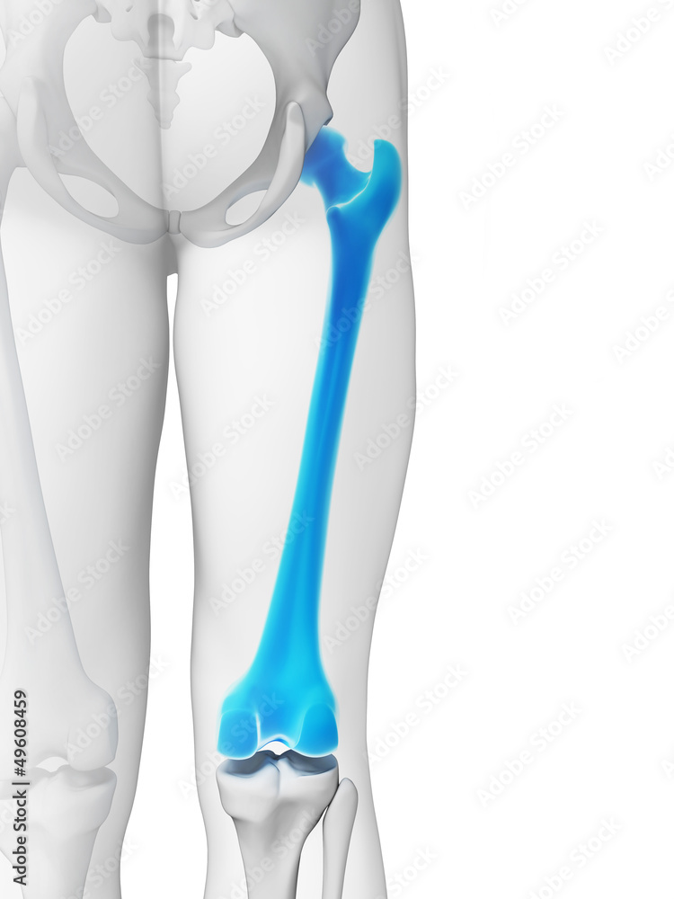 3d rendered illustration - femur bone 3d rendered illustration - femur bone