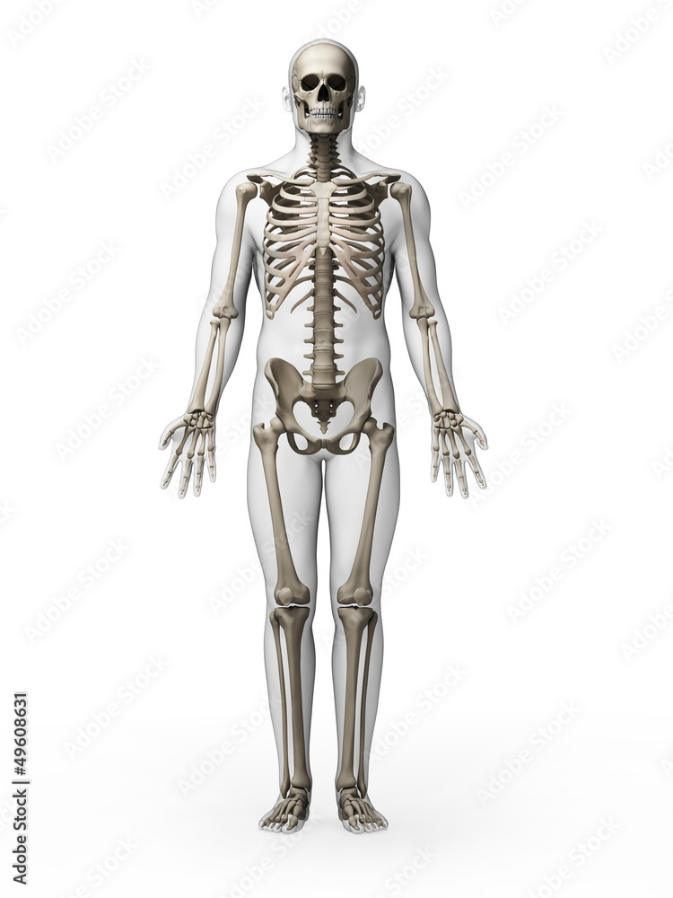 3d rendered illustration - skeleton
