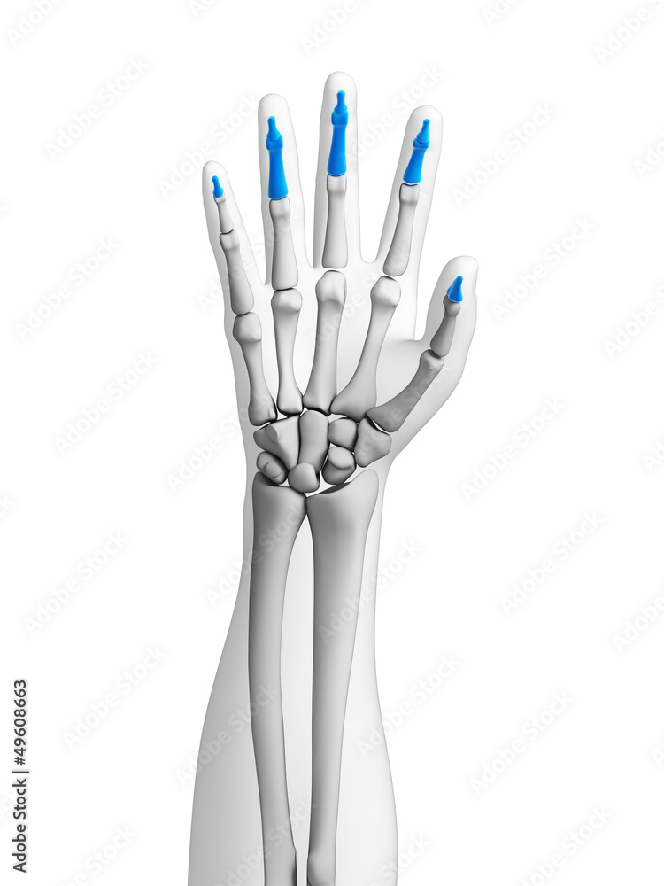 3d rendered illustration - bones of the hand 3d rendered illustration - bones of the hand
