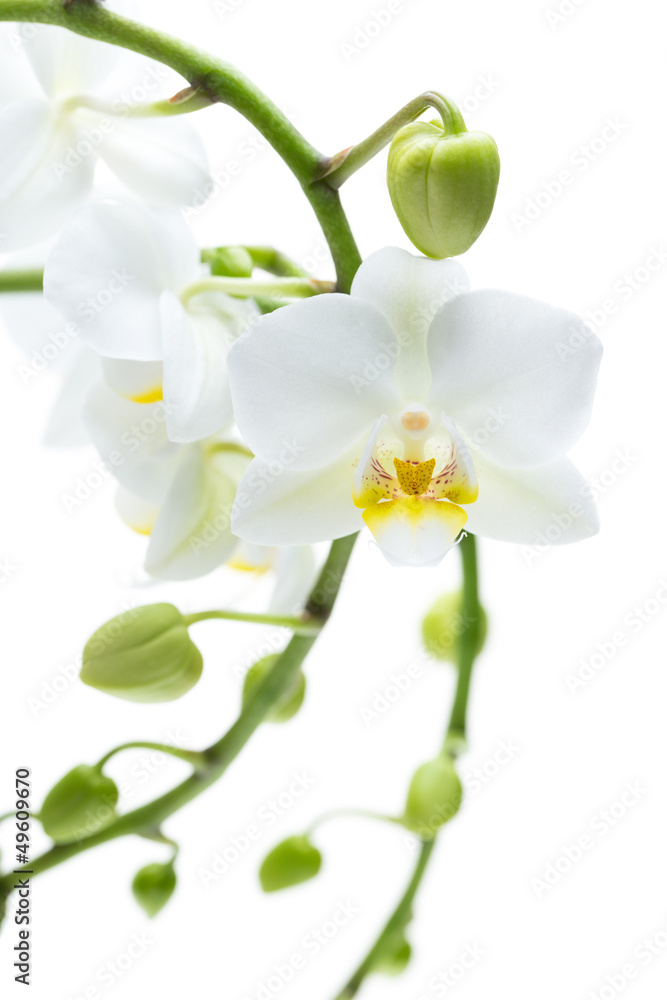 Viele offene und geschlossene Blüten einer Orchidee Viele offene und geschlossene Blüten einer Orchidee