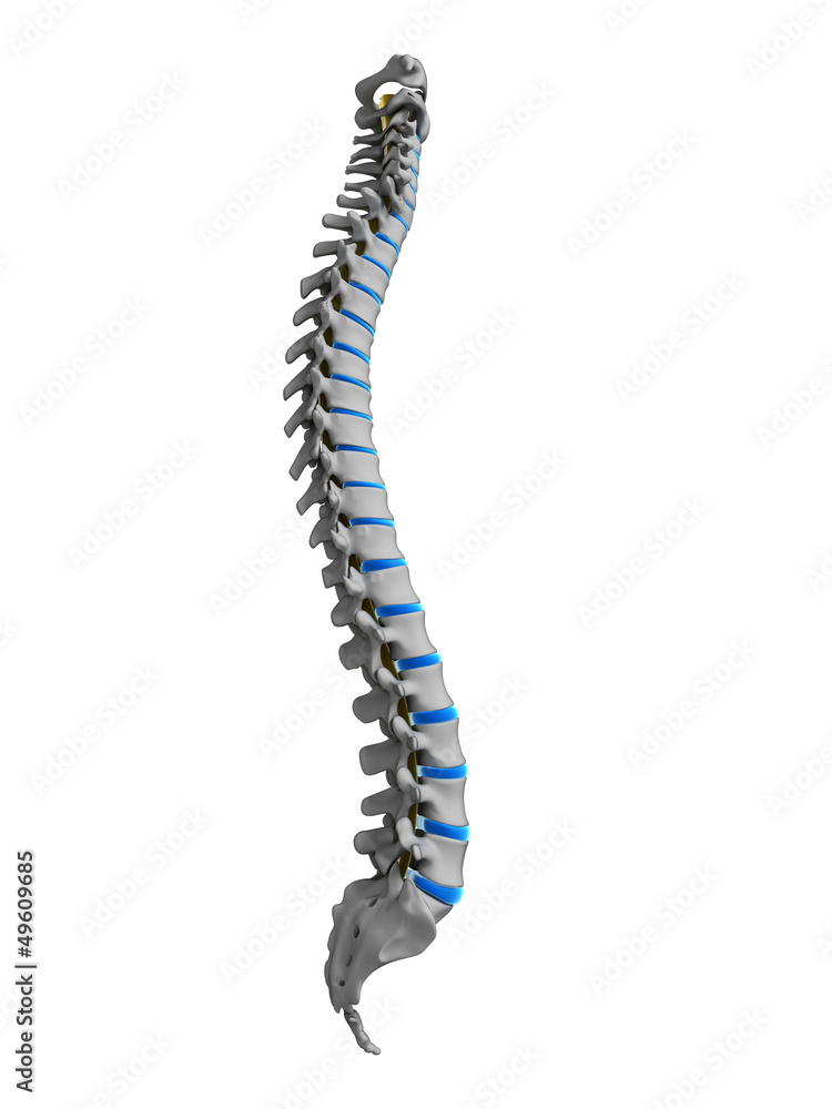3d rendered illustration - human spine 3d rendered illustration - human spine