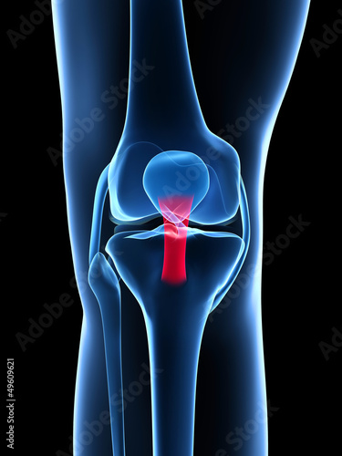 3d rendered illustration - knee anatomy