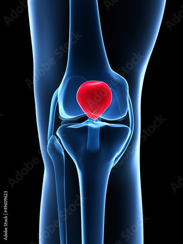 3d rendered illustration - knee anatomy photo