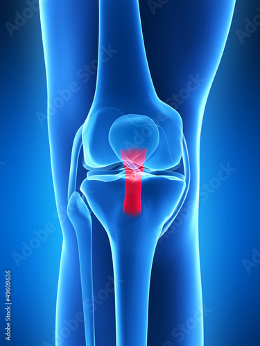 3d rendered illustration - knee anatomy