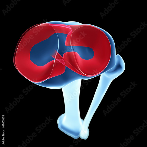 Canvas Print 3d rendered illustration - knee anatomy