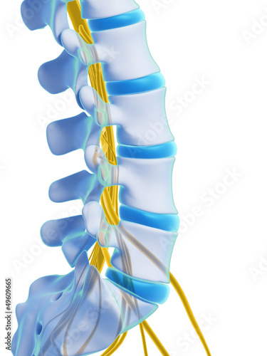 3d rendered illustration - spinal cord