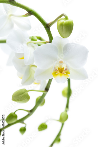 Viele offene und geschlossene Bl  ten einer Orchidee
