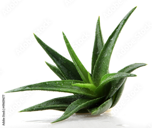 Aloe vera plant isolated on white