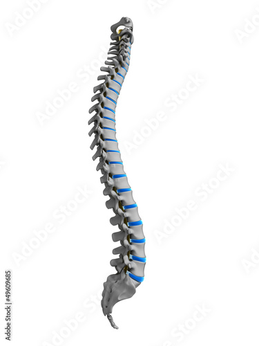3d rendered illustration - human spine