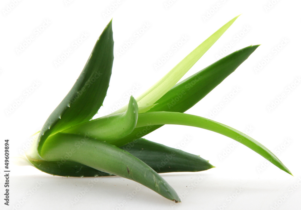 Obraz premium Aloe vera plant isolated on white