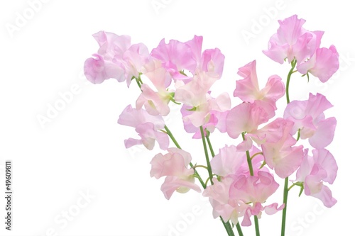 Fototapeta Naklejka Na Ścianę i Meble -  スイートピー