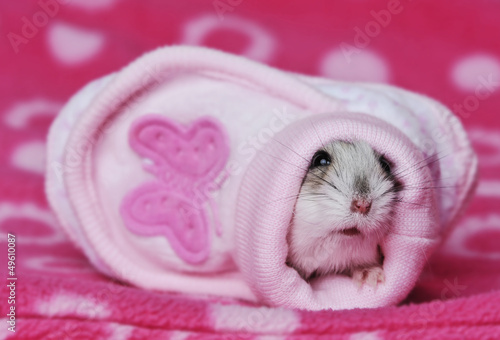 cute hamster in a little shoe