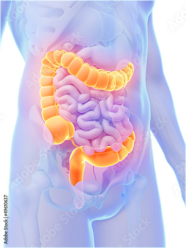 Quadro su tela 3d rendered illustration - colon