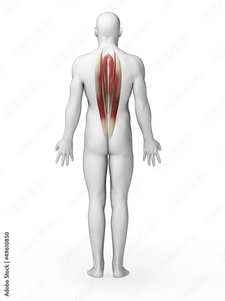3d rendered illustration - back muscles