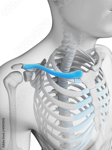 Obraz na płótnie 3d rendered illustration - clavicle
