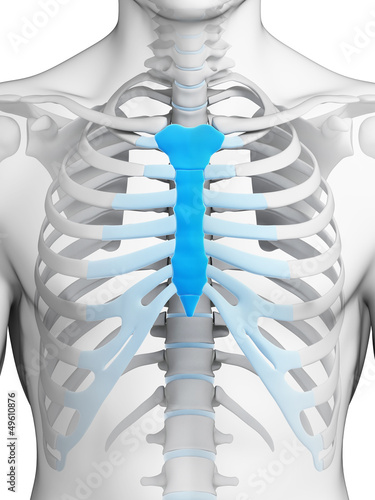 3d rendered illustration - breast bone